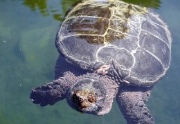 肌醇——魚、蝦飼料的能量補(bǔ)給站！
