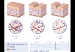 水潤(rùn)皮膚的秘密武器，乙酰殼糖胺和透明質(zhì)酸的甜蜜聯(lián)盟！